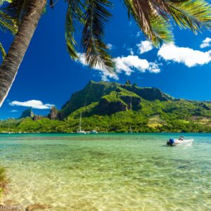 Palm Trees on Shoreline of Ocean at Moorea in Tahiti