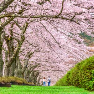 Shizuoka, Japan in Spring