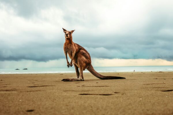 An Australian Wallbaby on the beach