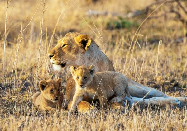 A Magical Tanzania Wildlife pictures
