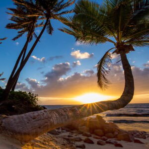 Bent palm in Hawaii