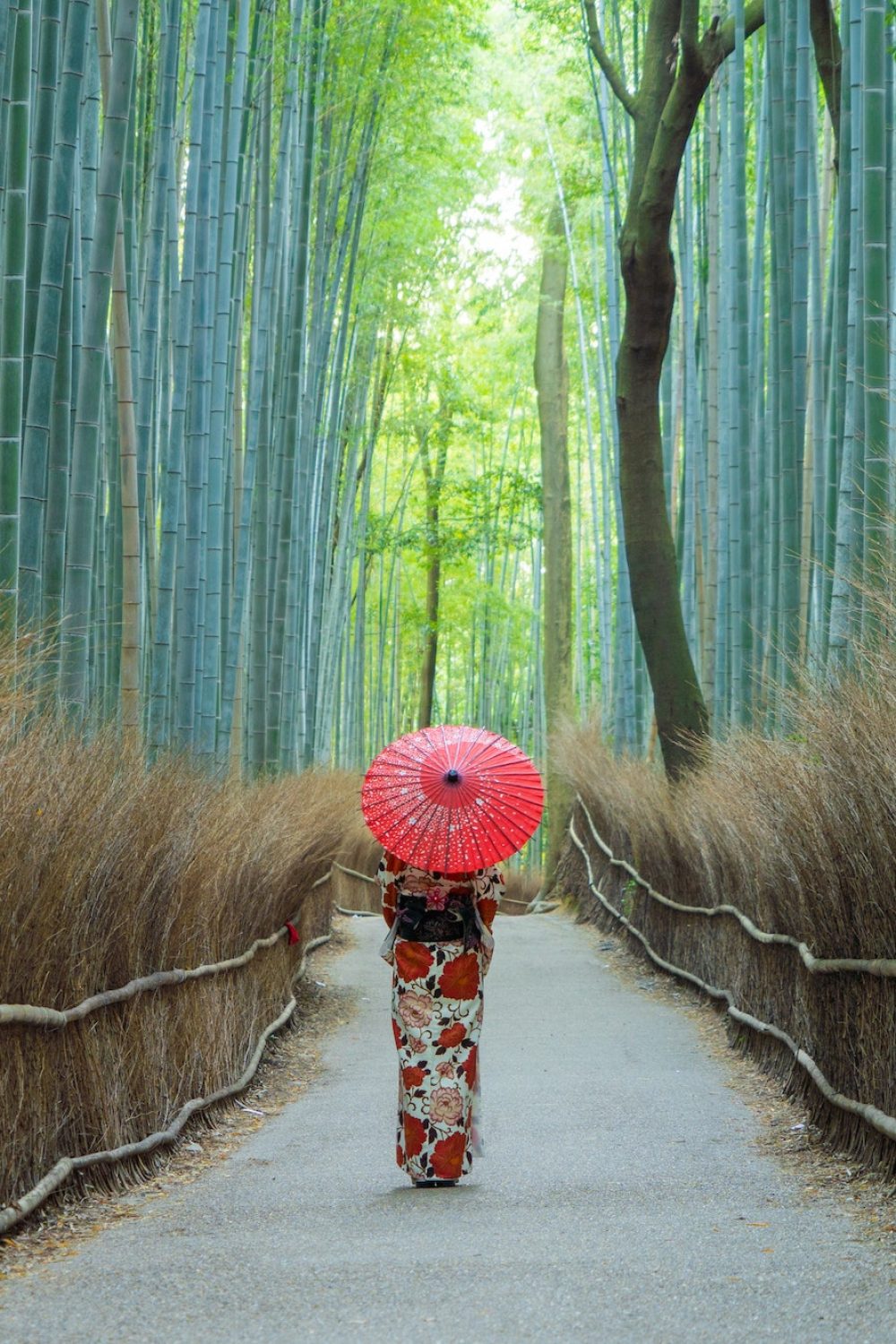 Japanese Bamboo Forest. Tall trees at Arashiyama in travel holidays vacation trip. Nature landscape.